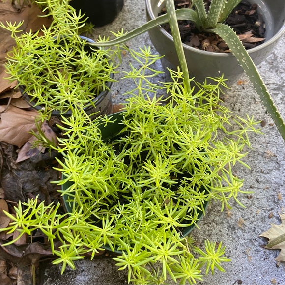 🌱Sedum Angelina Live Rooted Succulent Plant🌱 - Picture 10 of 11